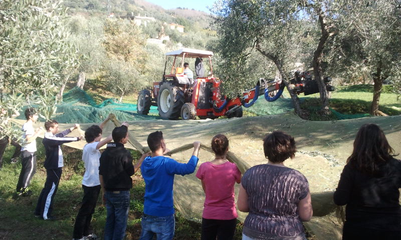 Raccolta olive Istituto Anzilotti per articolo su Olea 2012